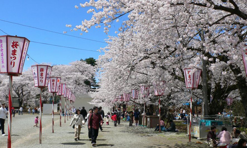 Festival del Cerezo