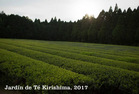 Kirishima tea garden.
