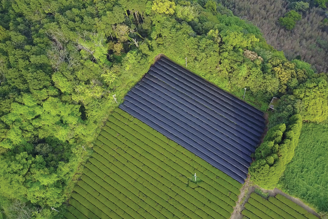 Kirishima tea garden 2017